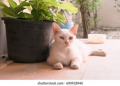 White cat lay down on the floor 