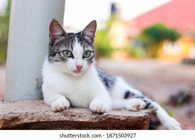 A White Cat Laying Down On A Concrete Slap