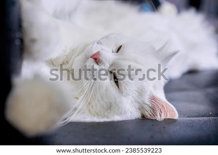 a white cat laying on top of a black chair.