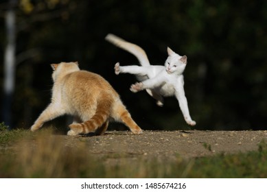 A White Cat Leaping Away From A Ginger Cat