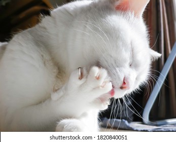 The White Cat Licking Hands