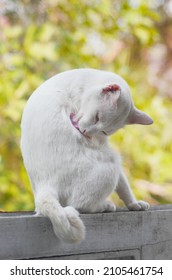 White Cat Licking Itself On Concrete Wall