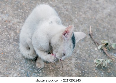 A White Cat Licking Its Paw