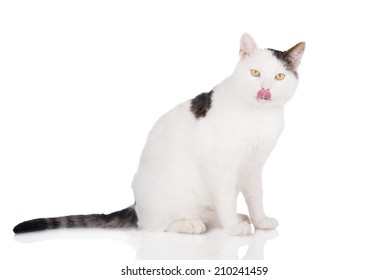 Urbanization any asian nose lick Such Commit error. asian nose lick very grateful