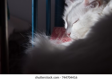 the white cat lies and rests sleeps with closed eyes. furry in the shade and on a bright ray of light.