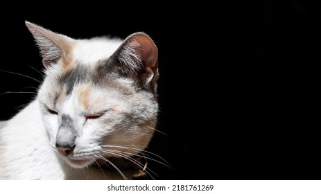 White Cat Looking Down, Black Background