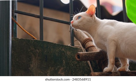 White cat is looking outside at garden - Powered by Shutterstock