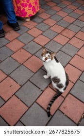 White cat looking up while sitting on patterned pavement, Mumbai street.