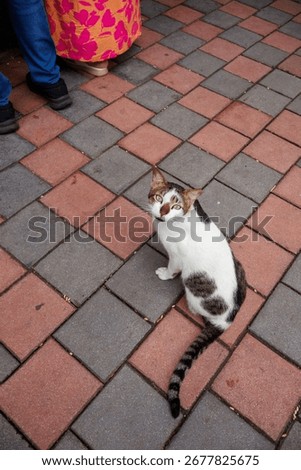 White cat looking up while sitting on patterned pavement, Mumbai street.