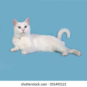 White Cat Lying On Blue Background