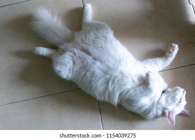 White Cat Lying On The Floor And Showing His Belly, Likely Wouldn’t Mind Some Belly Rub At The Moment