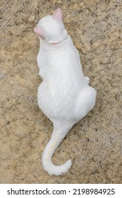 White Cat Lying On The Road. High View.