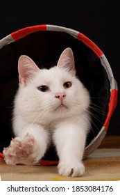 White Cat Is Lying In A Cat Tunnel, And Stretching Out Its Paw.