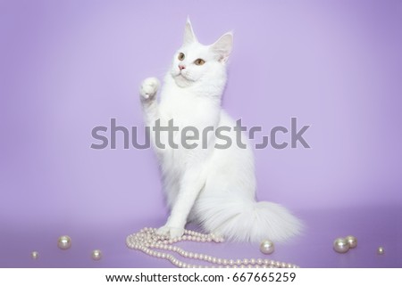 White cat Maine Coon playing with beads on a pink background
