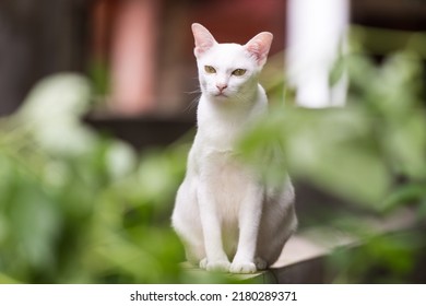 White Cat Manee Beautiful Color