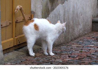 The White Cat Marks The Territory. Pet Walks Through The City.