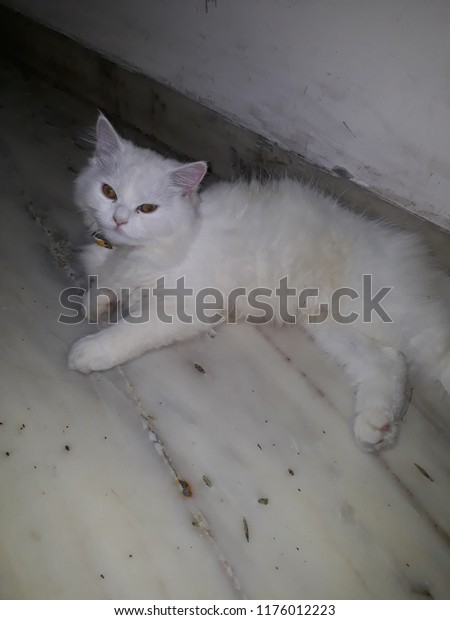 White Cat Name Meera My House Stock Image Download Now