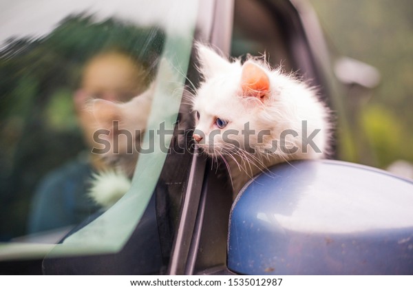 white cat near\
the car on a summer\
background