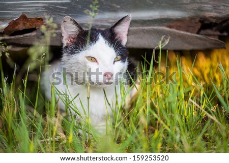 Image, Stock Photo Cat observed Animal Pet 1