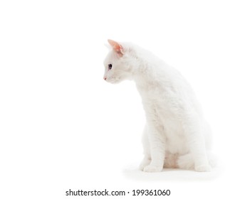 White Cat On A White Background Isolated