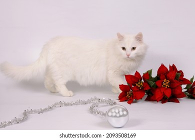white cat on a white background sits next to Poinsettia.