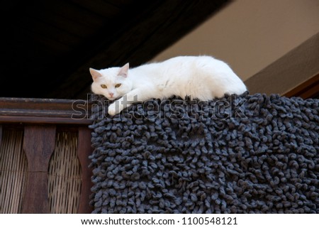 White cat on the balcony