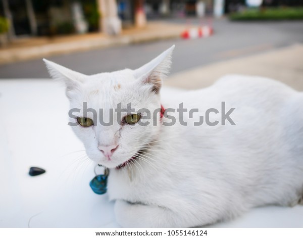 White cat on the\
car