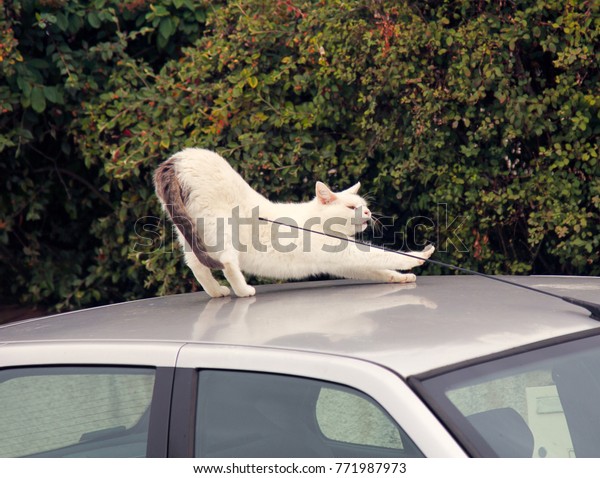 White cat on car. Cat gymnastics on roof of\
personal car. Plastic cat\'s\
grace