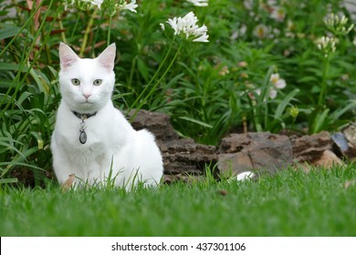 White Cat On Grass