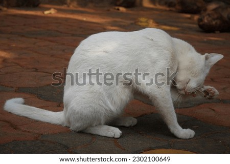 White cat is on sleep while sitting on a floor
