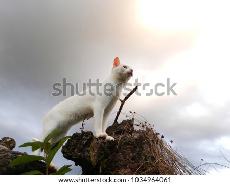 White cat on a tree trunk. Cat in heroic pose on a tree trunk. Cat Branquinho.