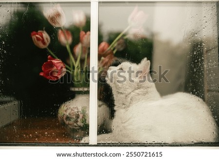 a white cat on the window sniffs tulips in a vase