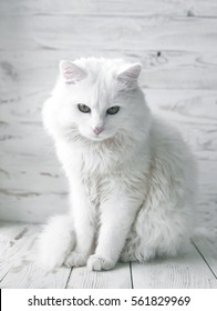 White Cat On A White Wooden Background