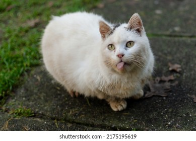 White Cat Outside In The Garden