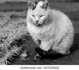 White Cat Outside In The Garden