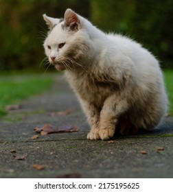 White Cat Outside In The Garden