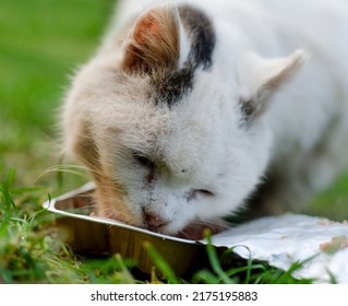 White Cat Outside In The Garden