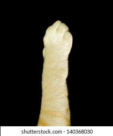 White Cat Paw.