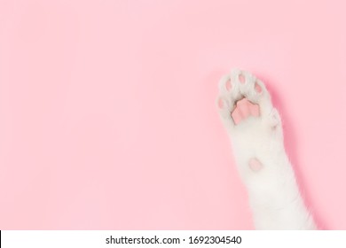 White Cat Paw On A Pink Background