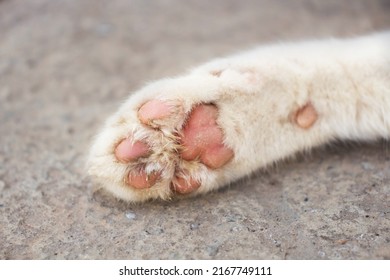 993 Pink paw pad Images, Stock Photos & Vectors | Shutterstock