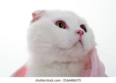 White Cat In A Pink Sweater. Glamor Animal. Pet With Soft Hair. 