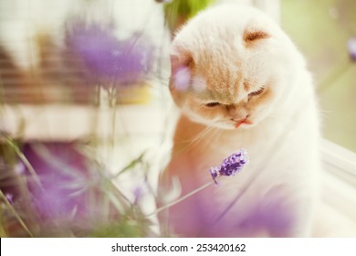 White Cat And Purple  Lavender