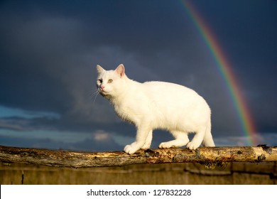 White Cat And Rainbow