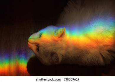 White Cat And Rainbow