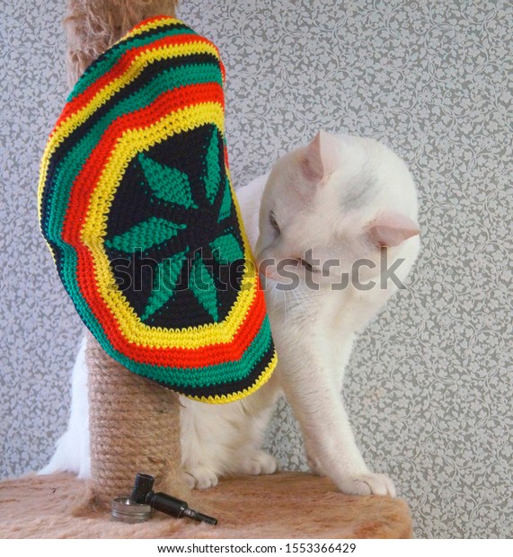 cat rasta hat