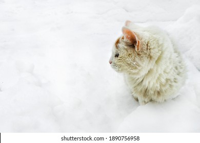 White Cat Red Spots On Background Stock Photo 1890756958 | Shutterstock