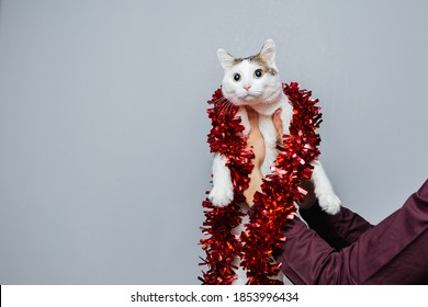 White Cat In Red Tinsel. New Year