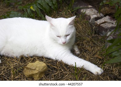 White Cat Resting In The Garden At Hemingway House In Key West, Florida