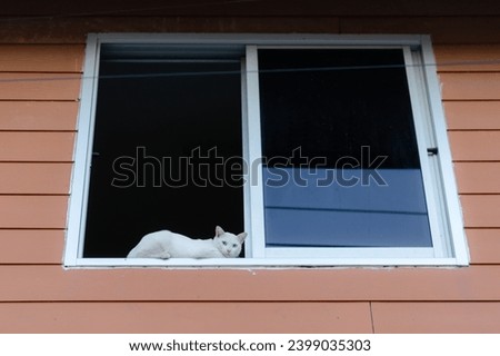 A white cat rests happily on the window sill.
