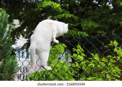 White Cat Running From The Garden By The Fence